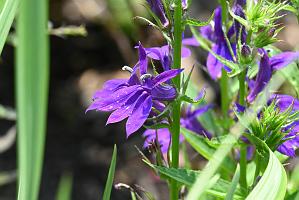 2025-08039846 Tower Hill Botanic Garden, MA